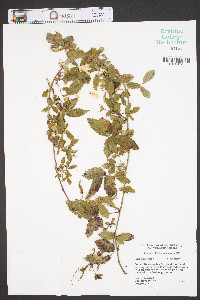 Rubus fruticosus image