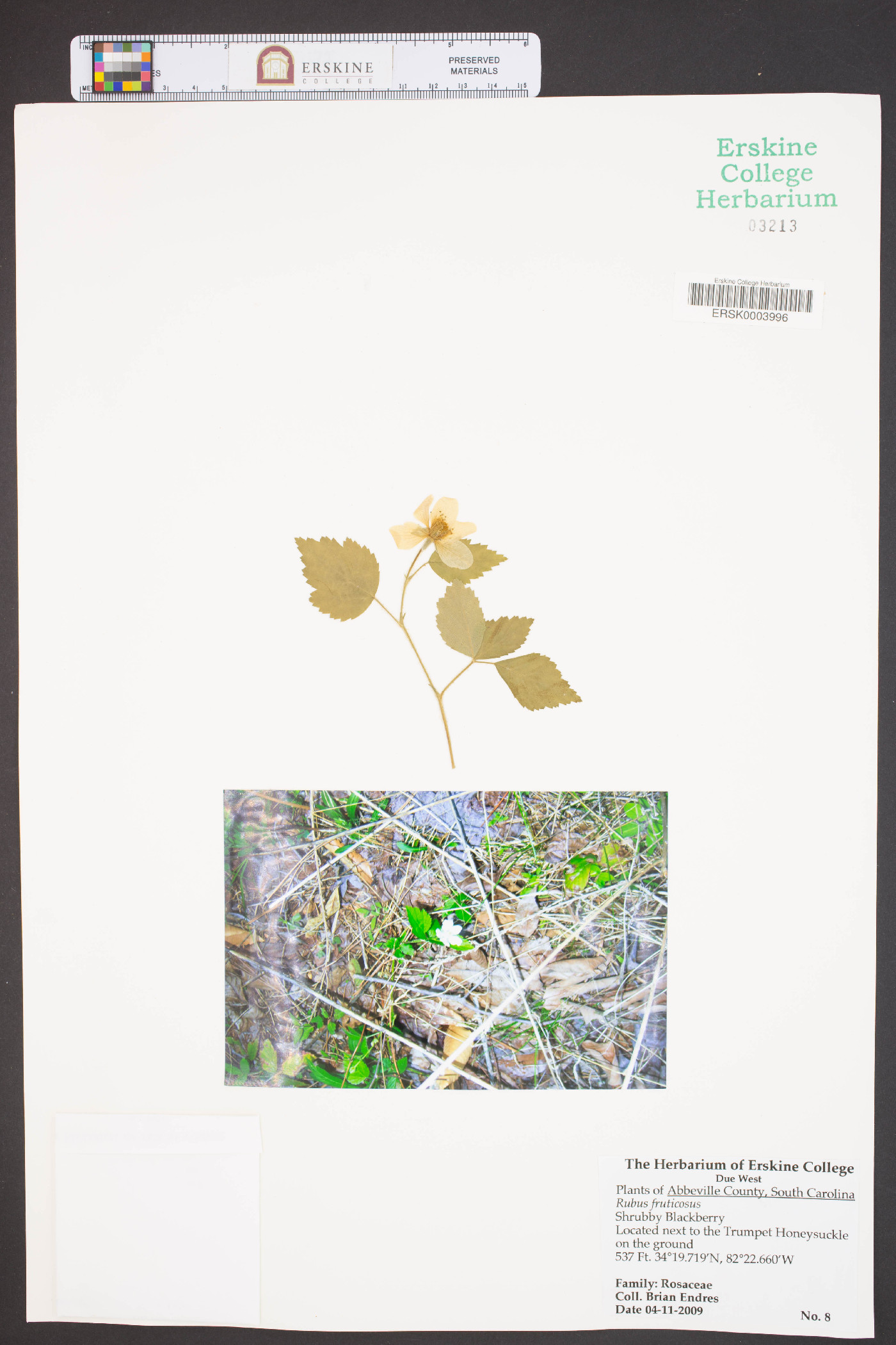 Rubus fruticosus image
