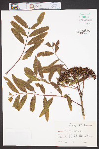 Sorbus americana image