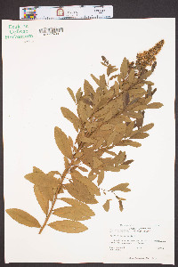 Spiraea salicifolia image