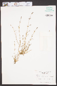 Galium parisiense image