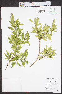 Gardenia jasminoides image