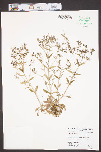 Houstonia tenuifolia image