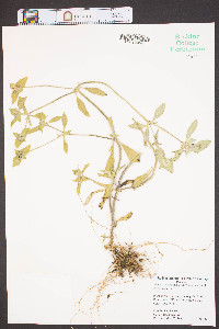 Richardia scabra image