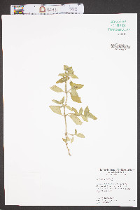 Richardia scabra image