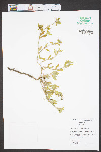 Richardia scabra image