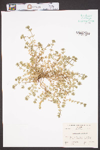 Sherardia arvensis image