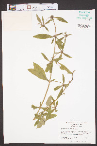 Spermacoce glabra image