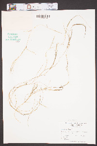 Ruppia maritima image