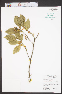 Citrus sinensis image