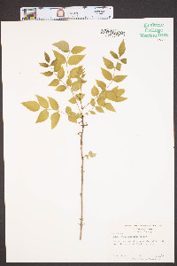 Zanthoxylum americanum image