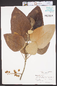 Populus heterophylla image