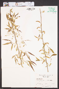 Salix babylonica image