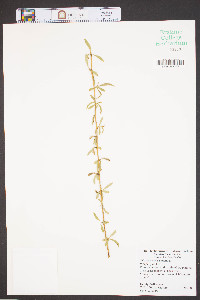 Salix x sepulcralis image