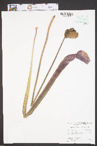 Sarracenia purpurea image