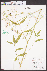 Oxypolis rigidior image