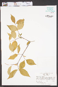 Philadelphus inodorus image