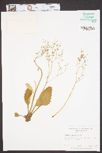 Saxifraga caroliniana image