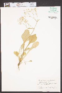 Saxifraga careyana image