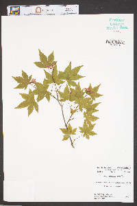 Acer palmatum image