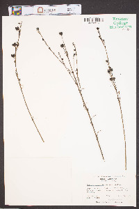 Agalinis linifolia image