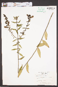 Aureolaria laevigata image