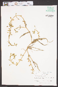 Bacopa monnieri image