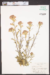 Castilleja coccinea image