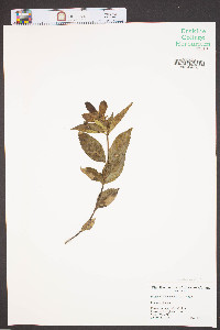Chelone obliqua image