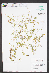 Veronica persica image