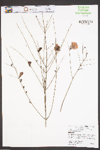 Agalinis purpurea image