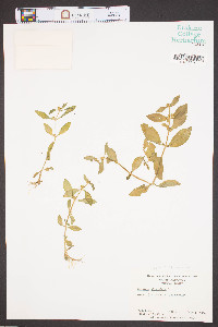 Gratiola virginiana image