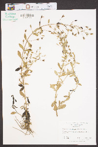 Mecardonia acuminata image