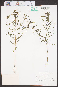 Melampyrum lineare image