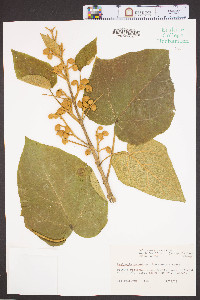Paulownia tomentosa image