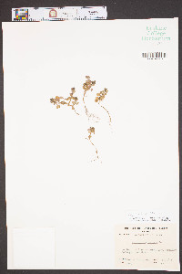 Veronica hederifolia image