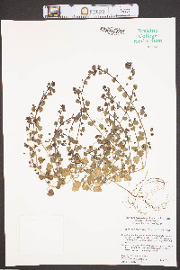 Veronica hederifolia image