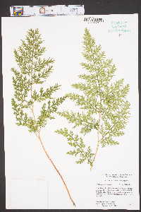 Selaginella braunii image