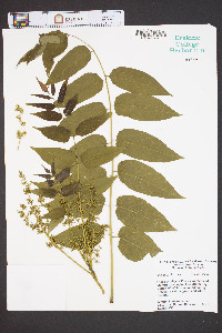 Ailanthus altissima image