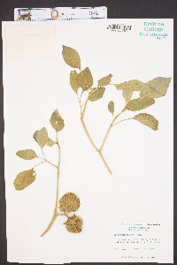 Datura meteloides image