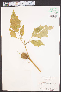Datura stramonium image