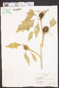 Datura stramonium image