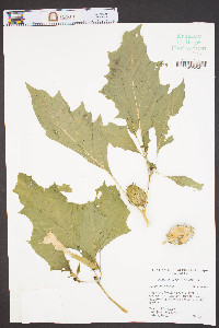 Datura stramonium image