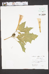 Datura stramonium image