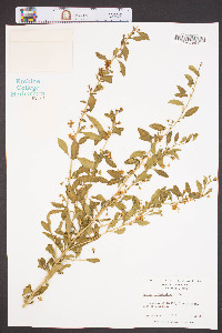 Lycium barbarum image