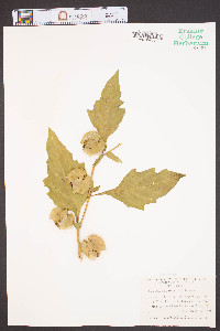 Nicandra physalodes image