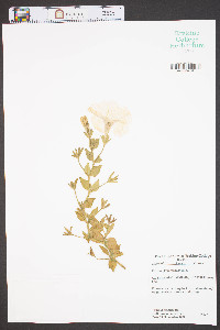 Petunia x atkinsiana image