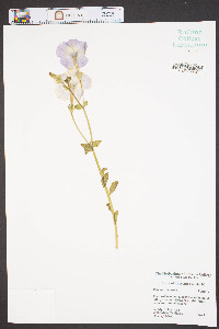 Petunia x atkinsiana image