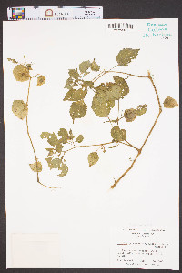 Physalis pubescens var. glabra image