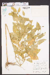 Solanum americanum image